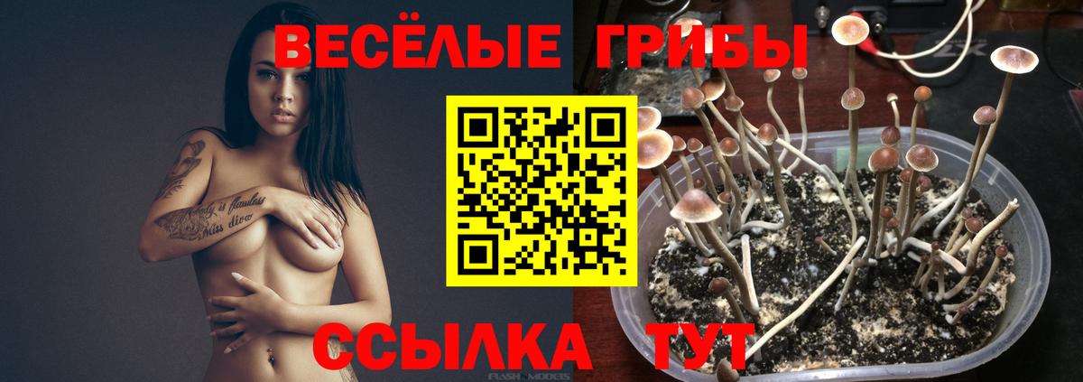 Галлюциногенные грибы прущие грибы  Вход с VPN  Вологда 